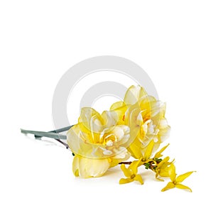 Spring daffodils.
