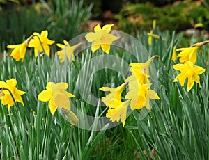 Spring daffodils photo