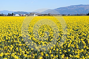 Spring Daffodils