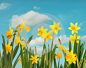 Spring daffodils with blue sky