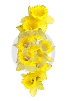 Spring daffodils border or frame background