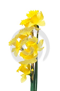 Spring daffodils border or frame background photo