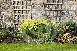 Spring Daffodils in an English Country garden