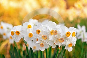 Spring daffodils flower like background in the garden, floral background