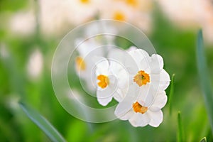 Spring daffodils flower like background in the garden, floral background