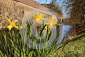 Spring, daffodils in front of a castle wall photo