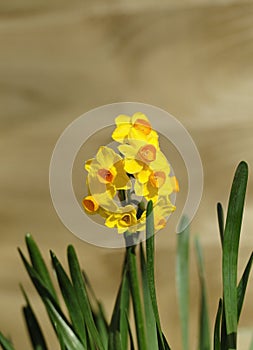 Spring Daffodils in full bloom