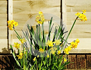 Spring Daffodils in full bloom