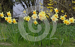 Spring Daffodils in full bloom