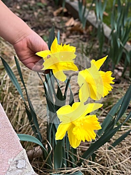 Spring daffodils in the garden held in a child& x27;s hand. photo