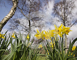 Spring Daffodils photo