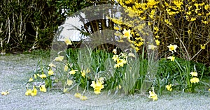 Spring Daffodils next to the road