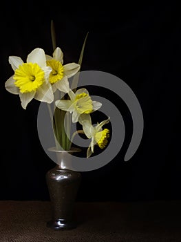 Spring daffodils still life, light painting chiaroscuro style, in vase, with copyspace. photo