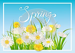 Spring daisies, chamomiles dandelions juicy green lettering. Spring grass background Template for banners, web, flyer