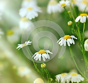 Spring daisy