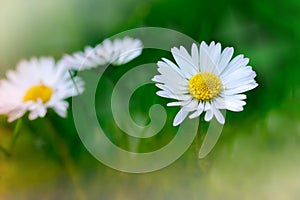 Spring daisy