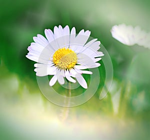 Spring daisy