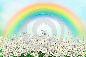 spring daisy and butterfly in the meadow wit rainbow. Nature spring or summer background. Space for text