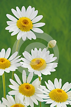 Spring daisy flower