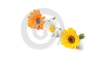 Spring daisy flower assortment in the white #4