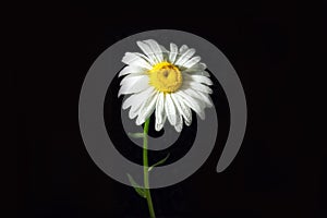 Spring daisy flower on a black background