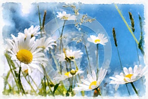 Spring daisy flower field vintage