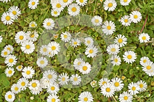 Spring daisy flowers
