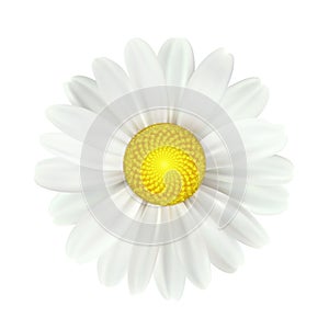 Spring daisy flowers isolated on white background. Vector illustration