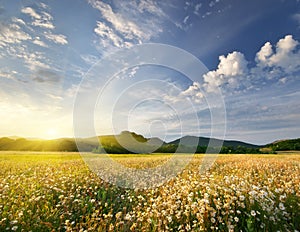 Spring daisy flowers in meadow.