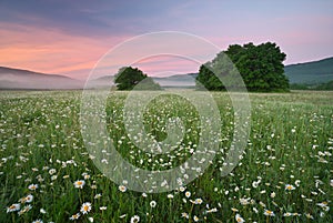 Spring daisy flowers in meadow