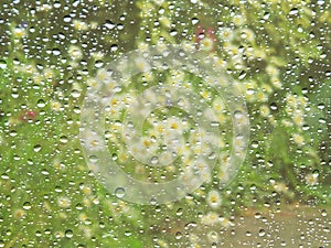 Spring daisy flowers through rainy window