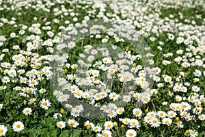 Spring Daisy Meadow