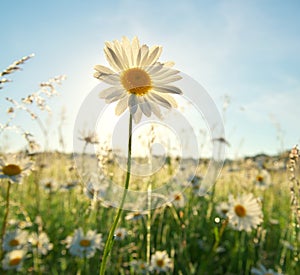 Spring daisy portrait and sunshine