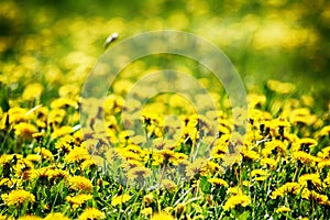 spring dandelion background