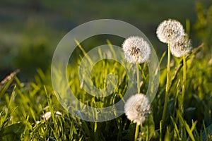 Spring dandelion field over sunlight background