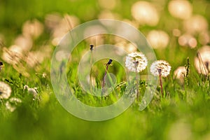 Spring dandelion field over sunset background