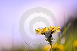 spring dandelion flower on a background of green grass and blue sky 1