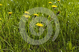 spring dandelion flowers during flowering