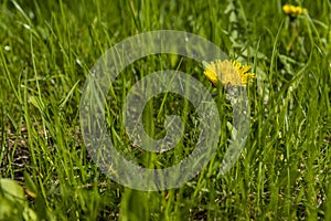 spring dandelion flowers during flowering