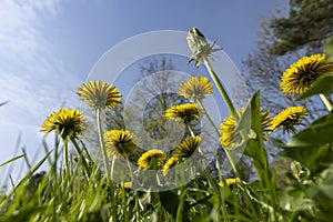 spring dandelion flowers during flowering