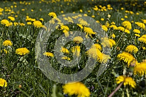 spring dandelion flowers during flowering