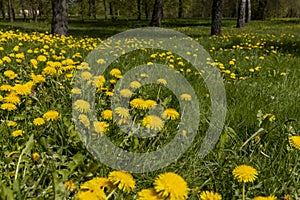 spring dandelion flowers during flowering