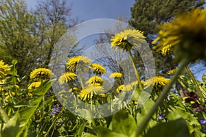 spring dandelion flowers during flowering