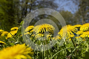 spring dandelion flowers during flowering