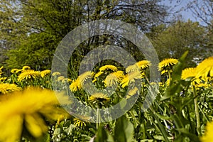 spring dandelion flowers during flowering