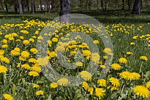 spring dandelion flowers during flowering