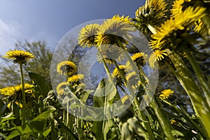 spring dandelion flowers during flowering