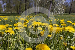 spring dandelion flowers during flowering