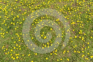 Spring dandelion glade. Many yellow flowers, grass and warm light. Texture backdrop