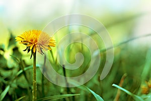 Spring Dandelion In Grass